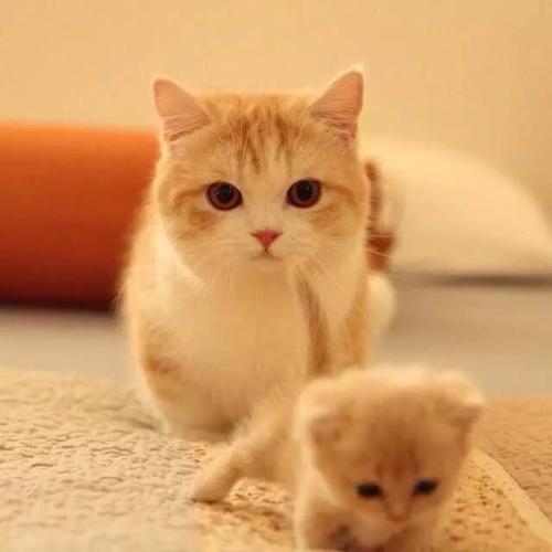 u=2443342152,3345015665&fm=26&gp=0