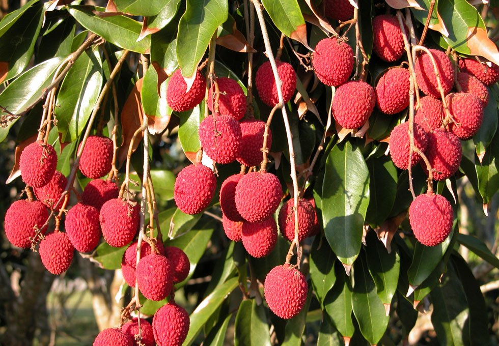 吃糯米糍荔枝吃的我嘴巴上火