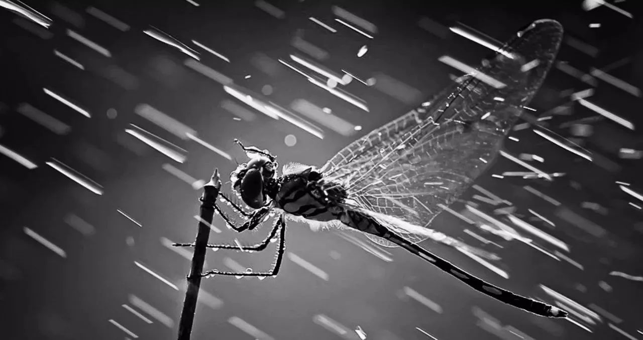 c77c169bcb76a3bbf45efeef3cabefcf