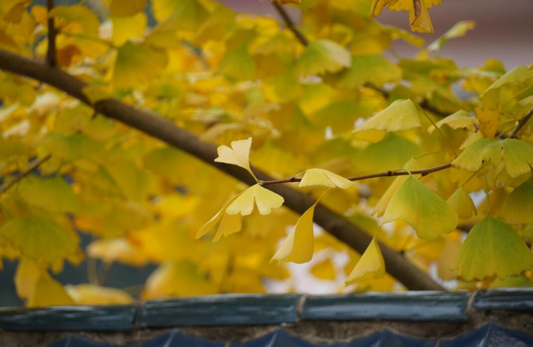 QQ截图20211127102556