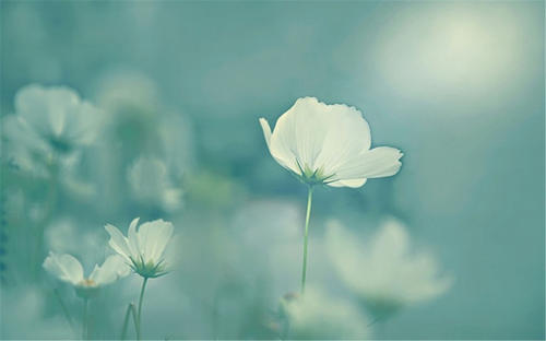 u=2779703336,1661385271&fm=26&gp=0